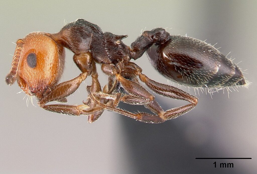 Preliminarno istraživanje mrava otoka Biševa – Izvještaj
